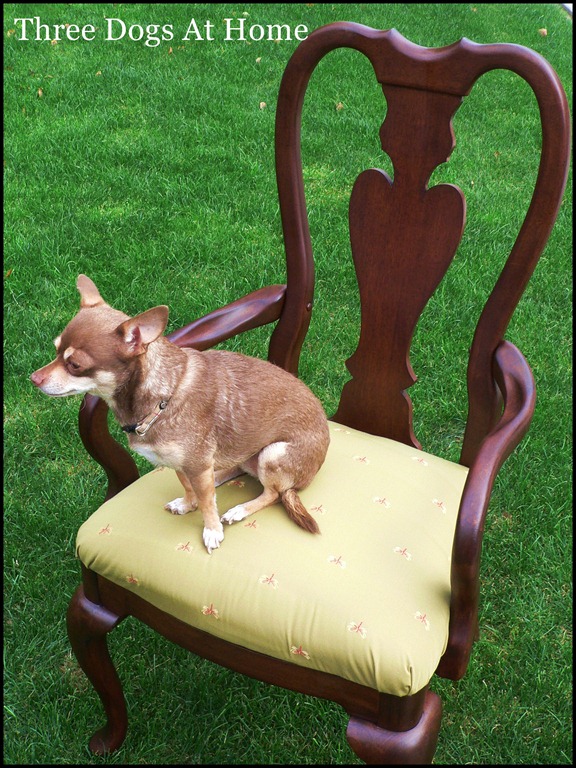 [chairs%2520009%255B2%255D.jpg]