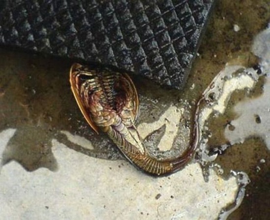 Mysterious_Creatures_10