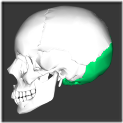 250px-Occipital_bone_lateral4