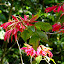 Feuilles rouges