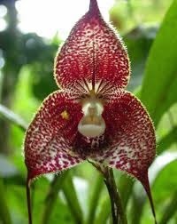 [Dracula-wallisii3.jpg]