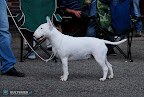 Bullworld Electric Boogie