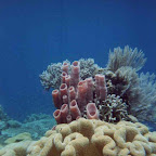 snorkling2.jpg