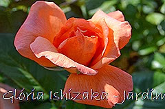 7   - Glória Ishizaka - Rosas do Jardim Botânico Nagai - Osaka
