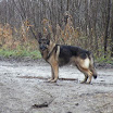 hondenwandeling 26-12-2011 008.JPG