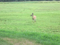 7.26.2012 deer on morse bros bog facing woods listening and watching3