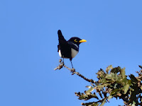 DSC_7132.jpg