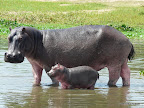 Murchison Falls Nationalpark