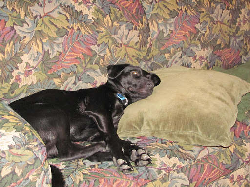 Ruby settling right into her new home.  Her new family adores her and the feeling is mutual!.