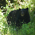 Black.bear.dscn0411