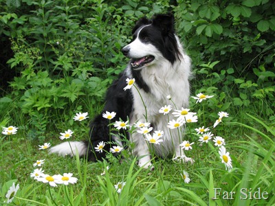 Chance and the daisies