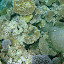 The Great Barrier Reef - Oak Beach, Australia