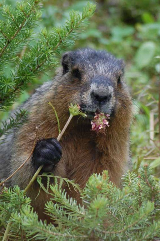 [groundhog%255B4%255D.jpg]