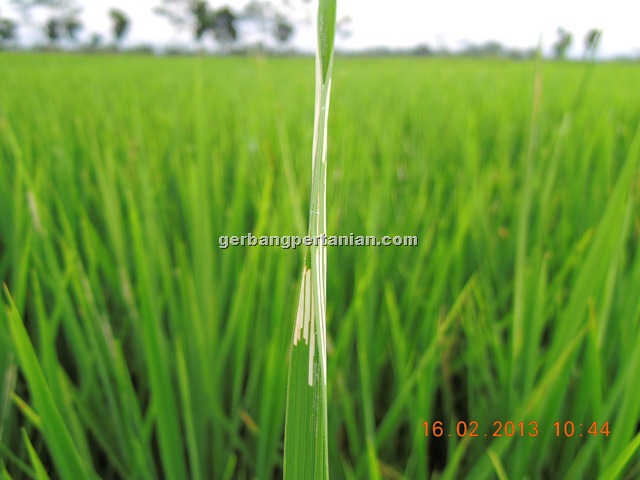 [bekas-gerekan-ulat-daun-padi%255B3%255D.jpg]
