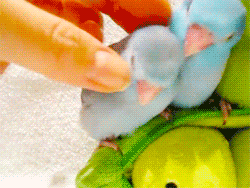 [Piriquitos10-7-dedo%255B2%255D.gif]