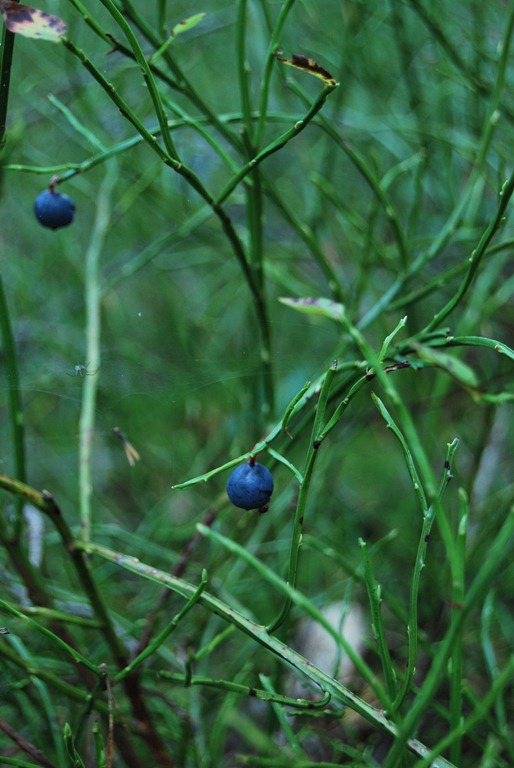 [Tur%2520i%2520skogen%2520sept%252011%2520019%255B7%255D.jpg]