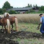 graanoogst-09-040.jpg