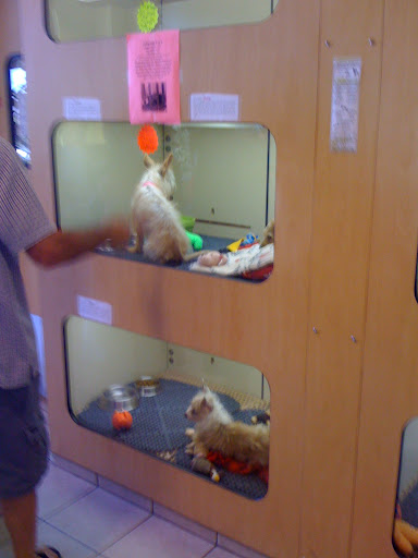 Renee gave Gus a second chance to find a loving home with the other dogs and cats she had up for adoption at this humane pet store.