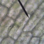 elodea05.jpg