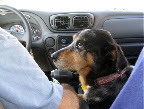 Zelda rides shotgun home from New Orleans Zelda rides shotgun home from New Orleans