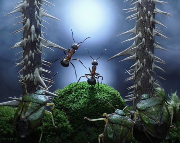 Life-of-Ants-Andrey-Pavlov-23