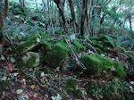 DSC00714.JPG