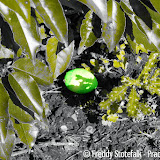 Paaseieren zoeken bij Bie de Woatertoren in Oude Pekela - Foto's Freddy & Jeannet Paaseieren zoeken bij Bie de Woatertoren in Oude Pekela - Foto's Freddy & Jeannet