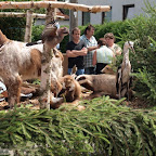 singold-bote_100718140954.jpg
