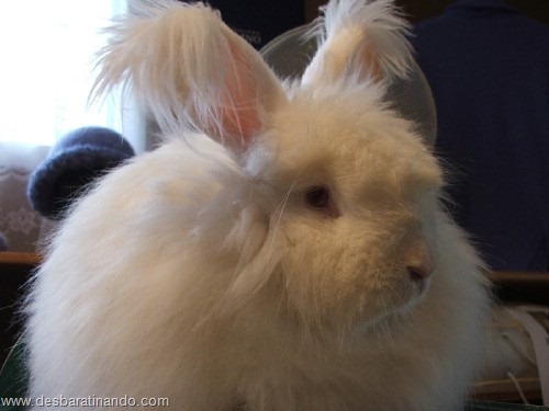 coelho angora peludo desbaratinando (12) coelho angora peludo desbaratinando (12)
