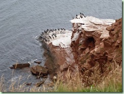 Cormorant perch