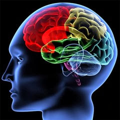 brain-regions-100414-02 brain-regions-100414-02