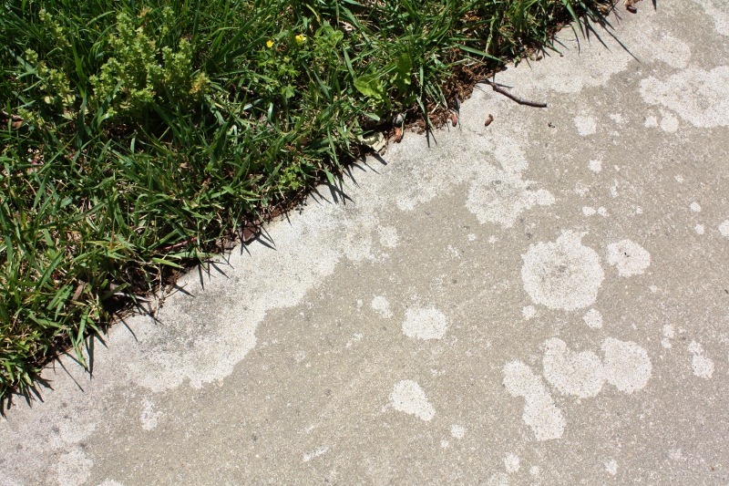 [affects-of-fertilizer-on-sidewalk-80%255B1%255D.jpg]