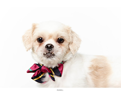 Russell...
waiting to be adopted at The Humane Society of New York.
See link at end of blog post for more details.
Photo by Richard Phibbs. Russell...
waiting to be adopted at The Humane Society of New York.
See link at end of blog post for more details.
Photo by Richard Phibbs.