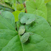 dsc01146.jpg