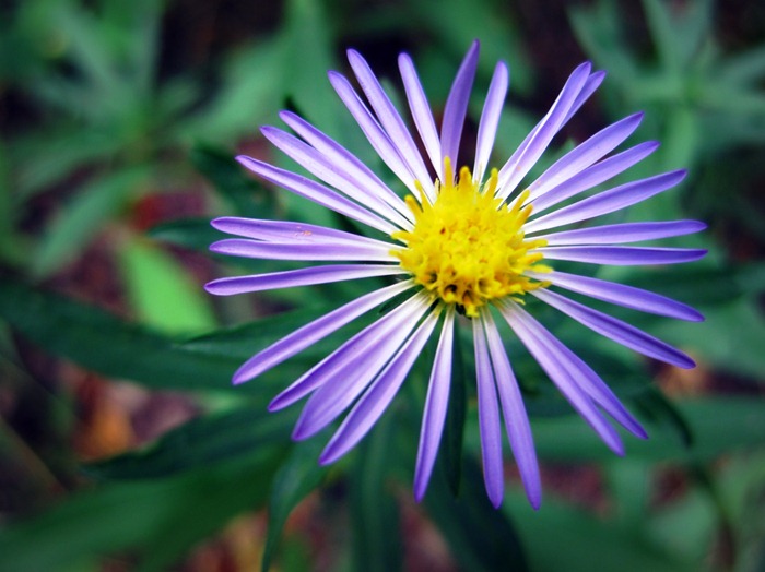 awesome purple wildflower with long, narrow petals in Millcreek Canyon UT