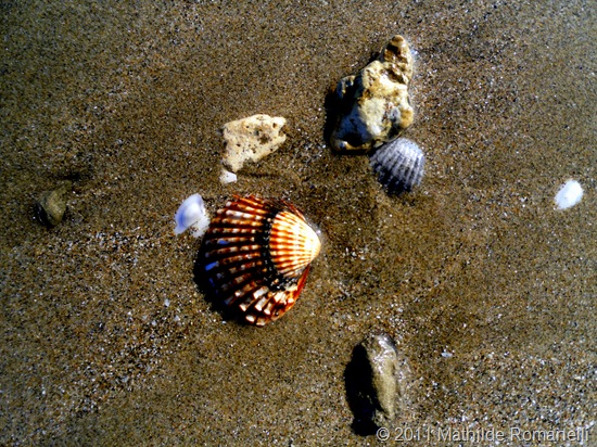 Coquillages Coquillages
