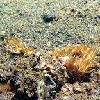 Nudibranch (Lembeh Strait)