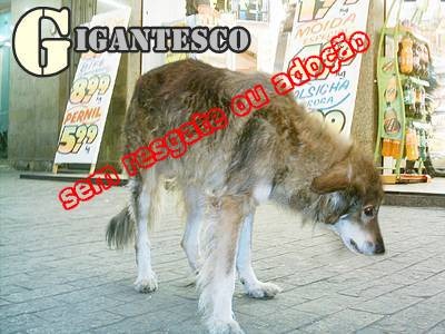 [Gigantesco%2520lind%25C3%25ADssimo%2520sem%2520resgate%255B2%255D.jpg]