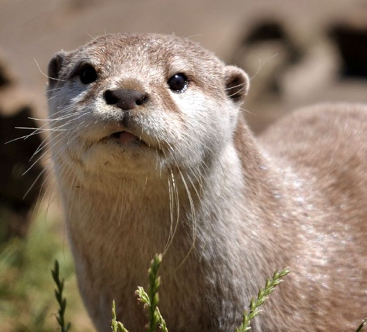 [ASC%2520Otter%2520July%252019%2520%2528JB%2529%2520DSC_0939%255B6%255D.jpg]