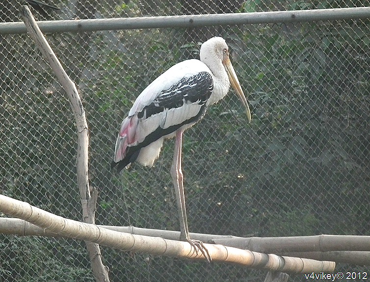  THE PAINTED STORK