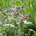 Nonea%252520sp.%25252c%252520bardzruni%25252c%2525202012.05.31%252520%25252801%252529