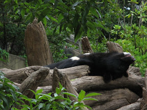Sun Bear enjoying a mist-er.
