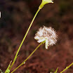 Dandelion_Carolina_False_4.jpg