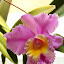 orchid_0062.JPG