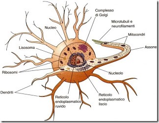 neurone_scientifico neurone_scientifico