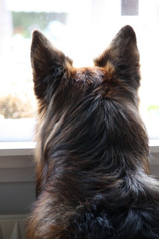 Guus (2) Guus (2)