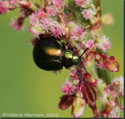 dock-leaf-beetle