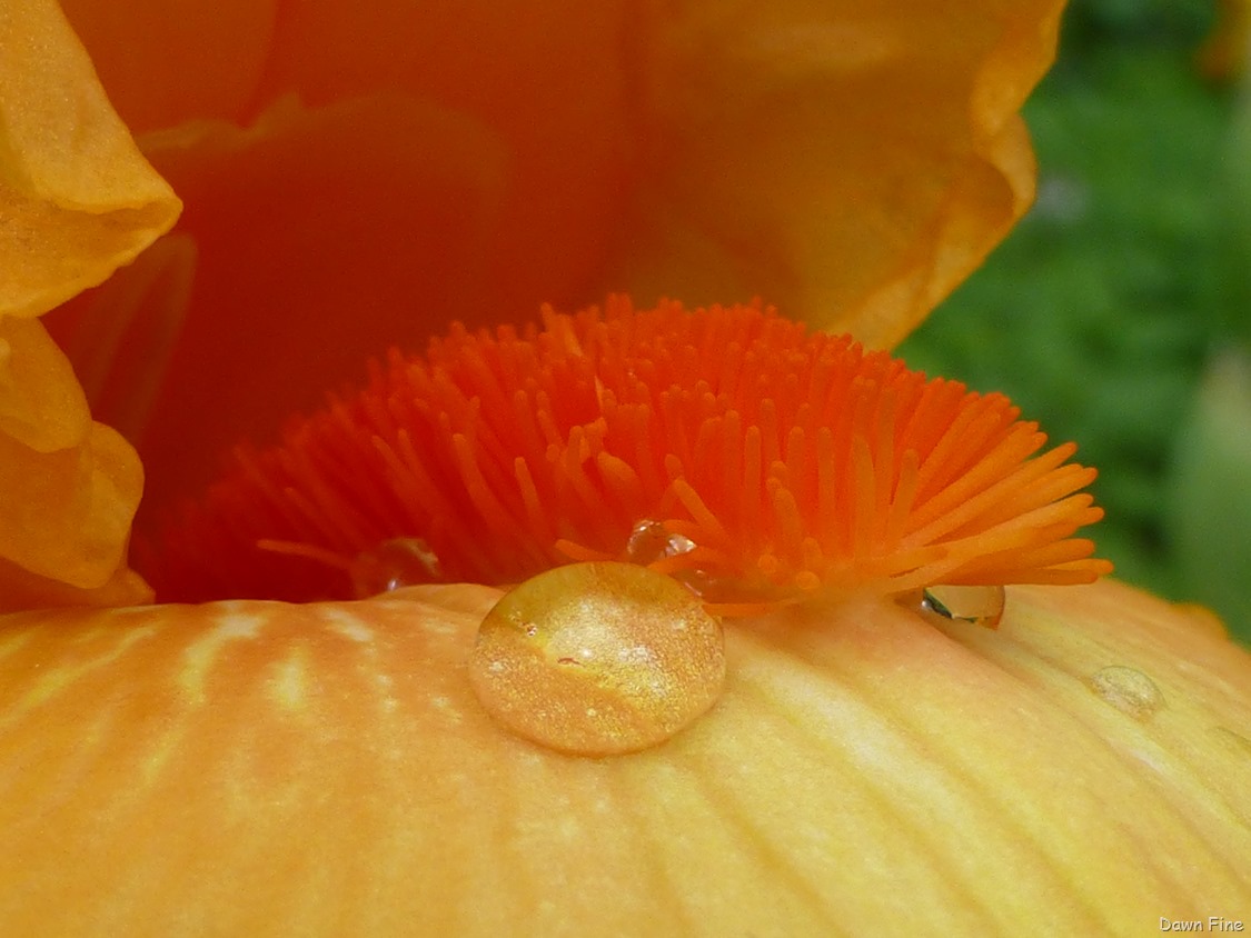 [flowersbirds_0953.jpg]