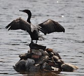 DSC_1917.JPG