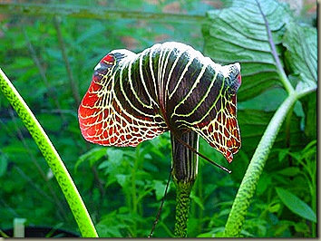 arisaema-griffithii[2]